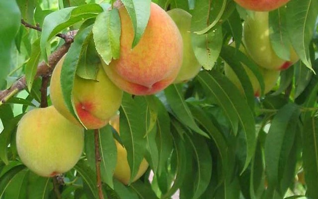 Ε.Κ.Ε.: Η ποιότητα του συμπύρηνου ροδάκινου «κλειδί» για το μέλλον του κλάδου