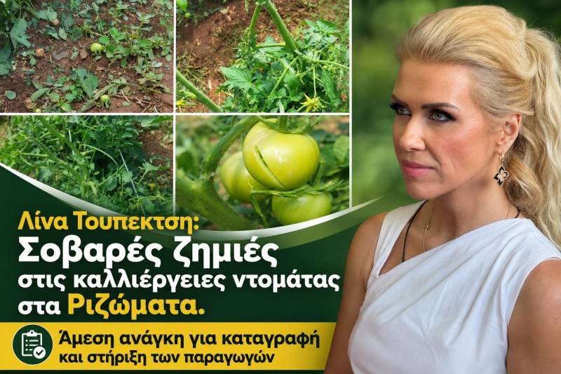 Τουπεκτσή: Σοβαρές ζημιές στις καλλιέργειες ντομάτας στα Ριζώματα – Άμεση ανάγκη για καταγραφή και στήριξη των παραγωγών