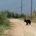 Αρκούδα εμφανίστηκε στην περιοχή των αντλιοστασίων της Μελίκης
