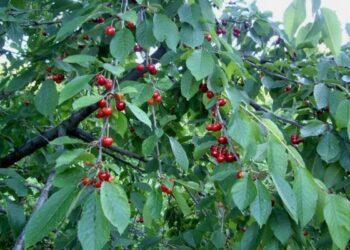 De minimis για κεράσια στην Ημαθία – Εγκρίθηκαν 22 εκατ. ευρώ για 4.882 δικαιούχους