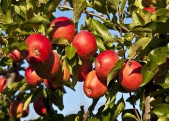 Ημαθία: Συνεχίζεται η 3η πτήση της καρπόκαψας στη μηλιά – Σύσταση για επαναληπτική επέμβαση