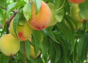 Ε.Κ.Ε.: Η ποιότητα του συμπύρηνου ροδάκινου «κλειδί» για το μέλλον του κλάδου