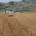 Από τις 27 Οκτωβρίου ηλεκτρονικά οι δηλώσεις εφαρμογής της Ολοκληρωμένης Διαχείρισης Ζαχαρότευτλων στον ΟΠΕΚΕΠΕ