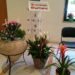 Ανοιξιάτικο άρωμα από τα “Άνθη Δημήτρης”