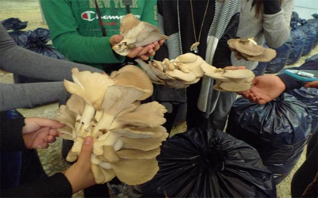 Δράση μαθητών του 5ου ΓΕΛ Βέροιας στο πλαίσιο του Erasmus+ «Food for thought»