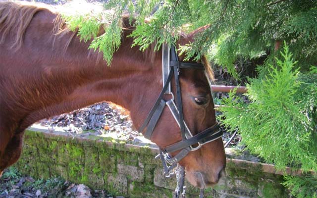Αγιασμός των υδάτων στον Άγιο Νικόλαο