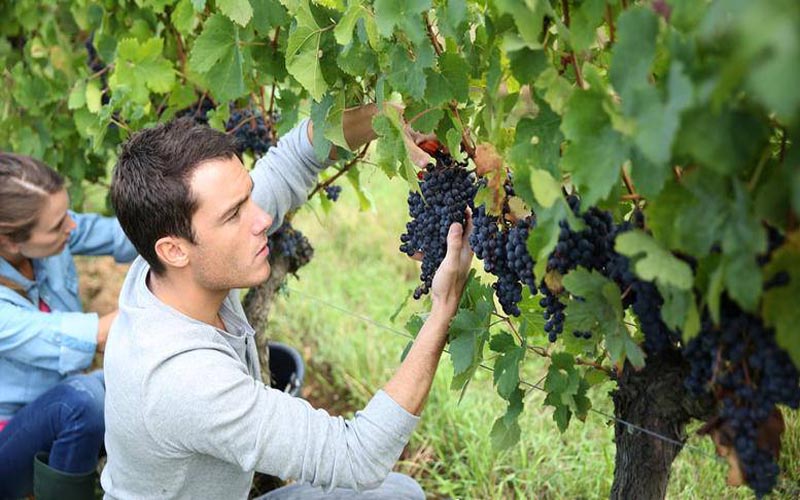 9 εκατ. ευρώ για το Πρόγραμμα Απόσταξης οίνου για το 2021