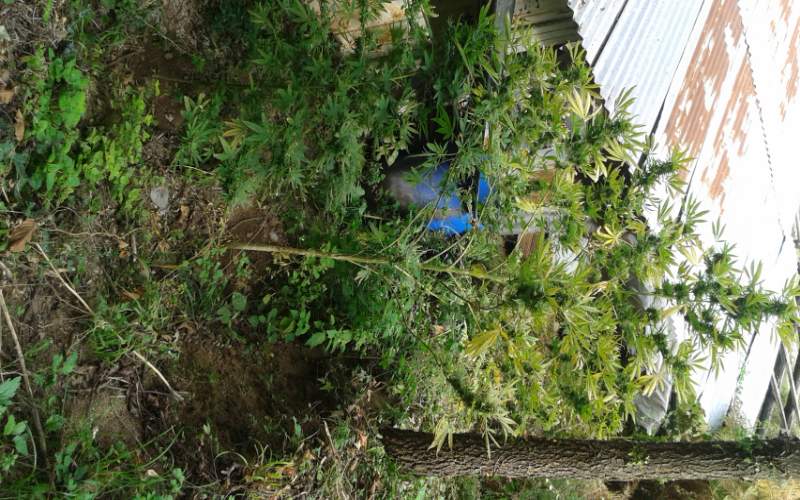Σε 2 αγροκτήματα καλλιεργούσε 40 δίμετρα δενδρύλλια κάνναβης