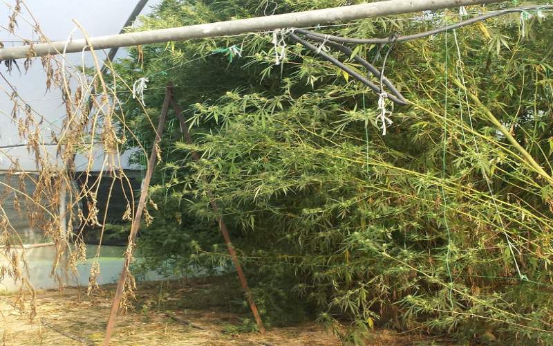 Συνελήφθη 51χρονος στην Ημαθία για καλλιέργεια κάνναβης