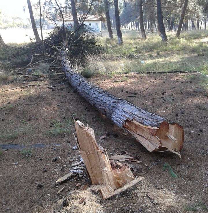 Παράνομη κοπή πεύκων στο άλσος του Φράγματος Αλιάκμονα