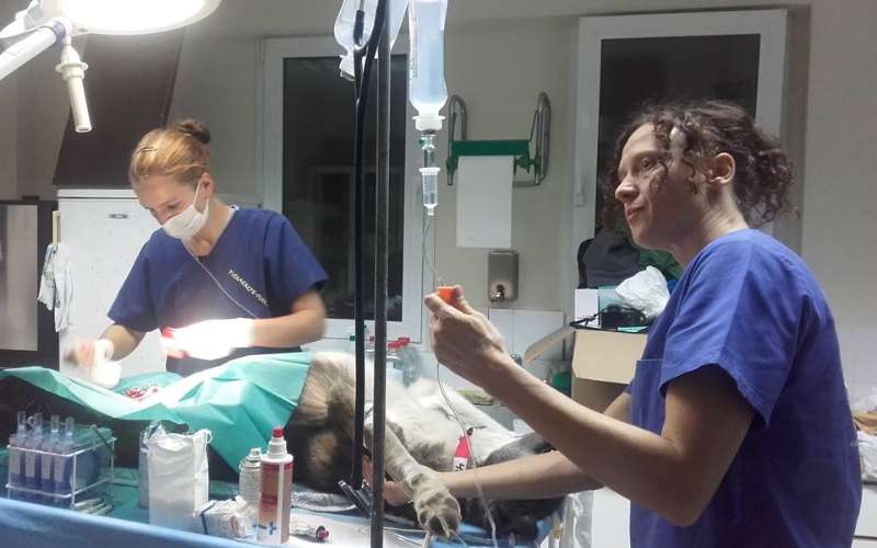 Βέροια: Πρόγραμμα μαζικών εθελοντικών στειρώσεων αδέσποτων