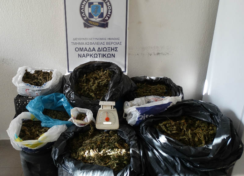Συνελήφθησαν πατέρας και γιος στην Ημαθία για κατοχή μεγάλης ποσότητας κάνναβης