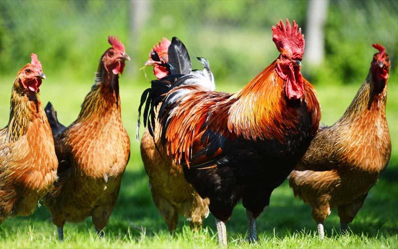 Ενημέρωση για μέτρα βιοασφάλειας και αντιμετώπιση της Γρίπης των Πτηνών από την Περιφέρεια Κεντρικής Μακεδονίας