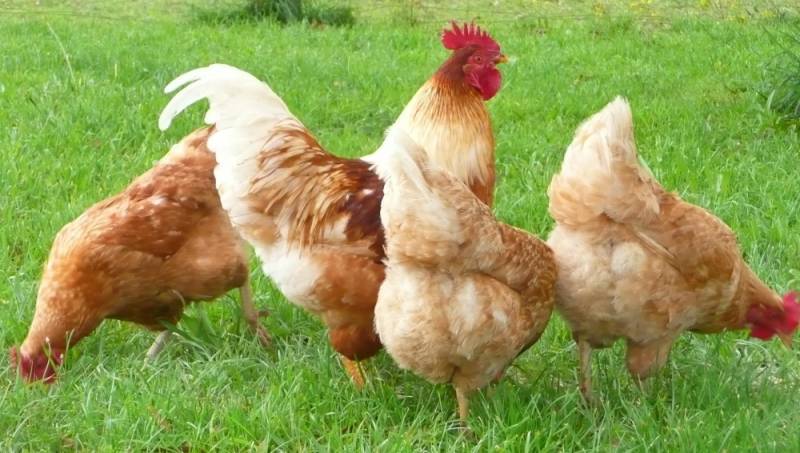 Αυξημένος ο κίνδυνος για επανεμφάνιση της νόσου των πτηνών