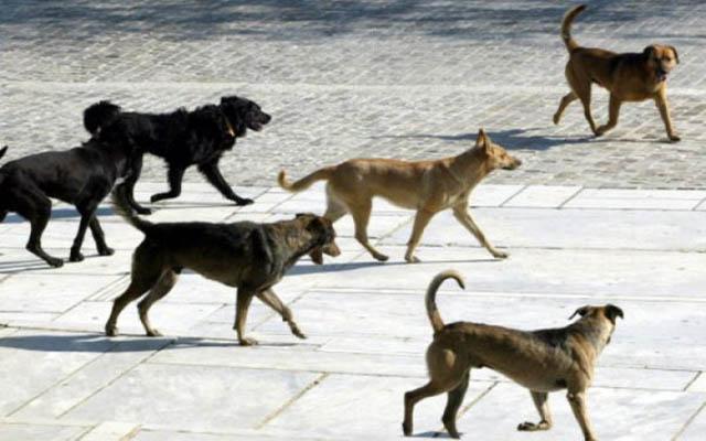 Αυτοί είναι οι δέκα άξονες στο νέο νομοσχέδιο για τα αδέσποτα