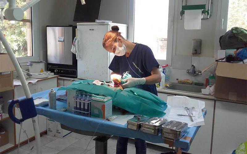 Πρόγραμμα εθελοντικών στειρώσεων στον Δήμο Βέροιας