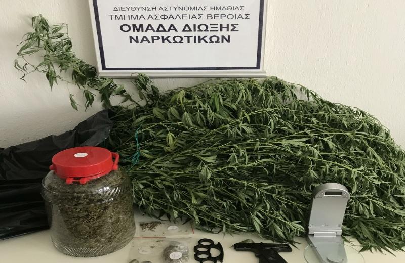 Ημαθία: Καλλιεργούσε και διακινούσε κάνναβη