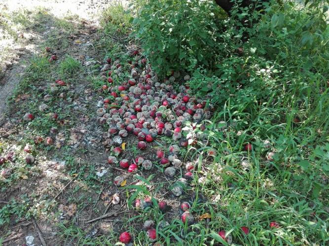 Στο ΥΠΑΑΤ τα σοβαρά προβλήματα των δενδροκαλλιεργητών