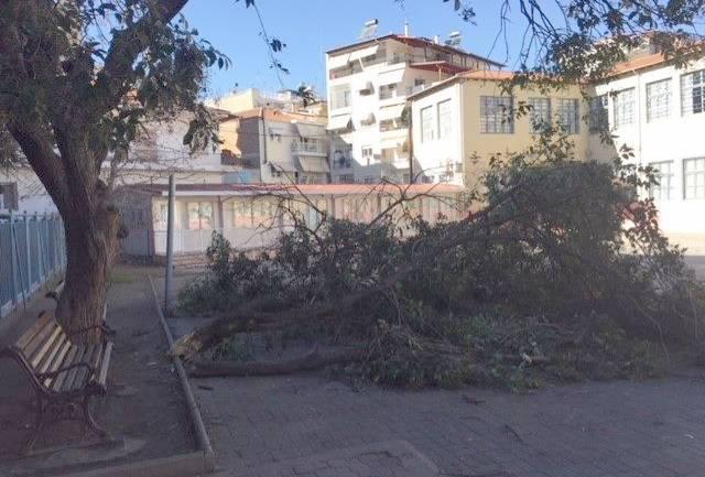 Ο άνεμος έσπασε βραχίονες δένδρων σε σχολική αυλή αμέσως μετά το διάλειμμα
