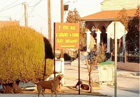 Επιθετικά αδέσποτα έχουν αναστατώσει τους κατοίκους στις Εργατικές κατοικίες στην Βέροια