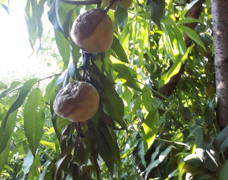 Με πόσα χρήματα θα αποζημιωθούν ροδάκινα και νεκταρίνια για την βροχόπτωση του 2018 – Τι θα γίνει με τα συμπύρηνα