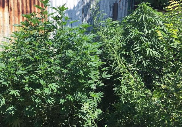 Καλλιεργούσε δενδρύλια κάνναβης στην αυλή του σπιτιού του