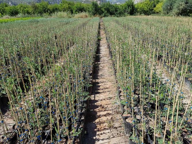 Ημερίδα στη Νάουσα για την παραγωγή και χρήση πιστοποιημένου πολλαπλασιαστικού υλικού