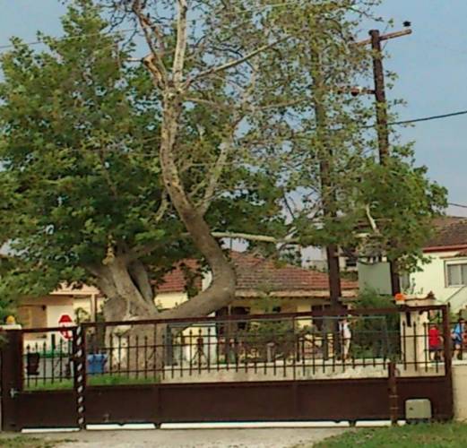 Το   ιστορικό ενός  πλατανιού   στην  Πλατεία  Παλαιού  Ηρώου  Μακροχωρίου