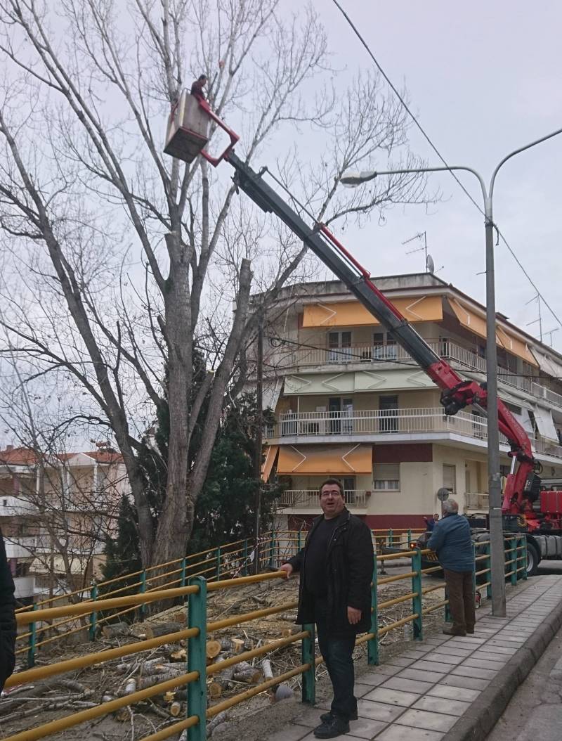 Βέροια: Κλαδεύτηκε επικίνδυνη λεύκα