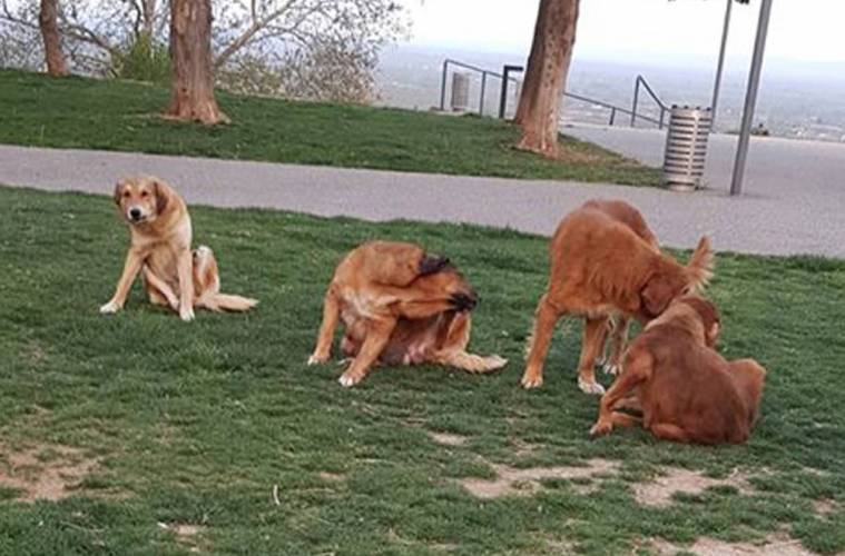 Απάντηση φιλόζωων σε Τσιφλίδη: “Για ποιο «καλό»  ανθρώπων και ζώων μιλάμε;”