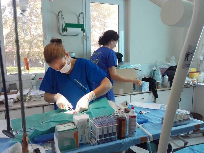 Πρόγραμμα μαζικών στειρώσεων αδέσποτων ζώων στην Βέροια