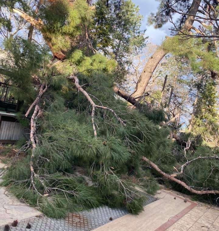 Σε πενήντα συμβάντα κλήθηκε η Πυροσβεστική λόγω του ισχυρού ανέμου