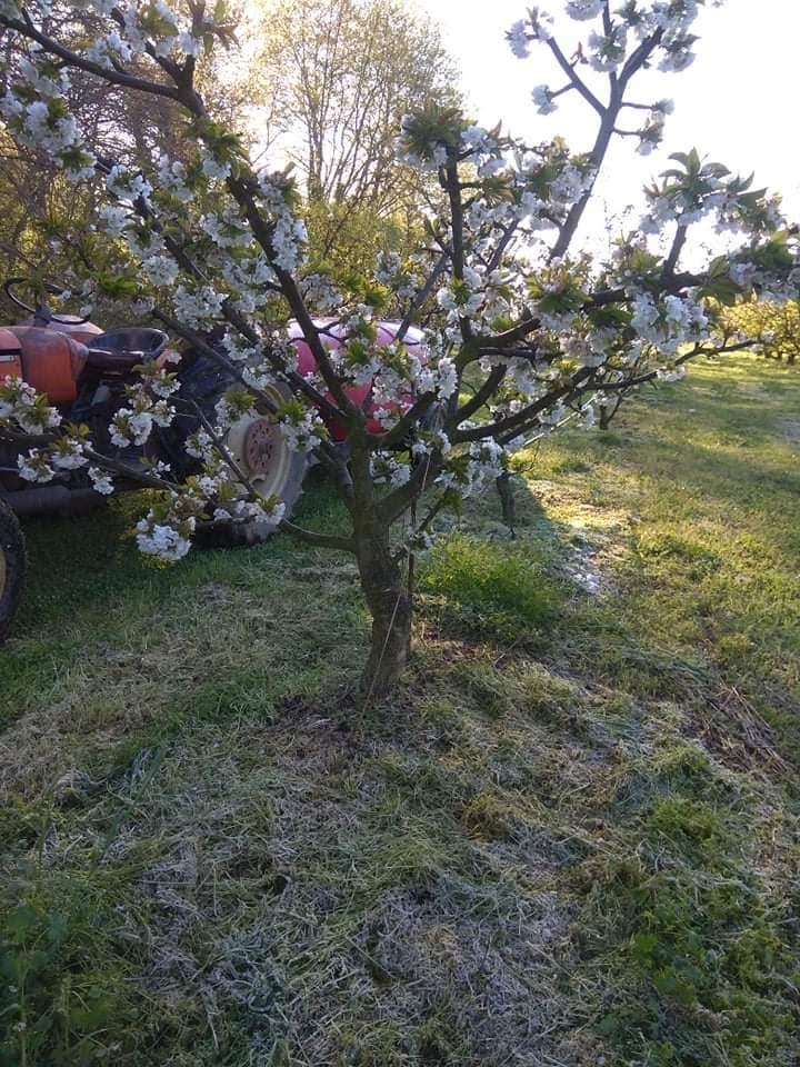 Πάγωσαν οι κερασιές σε Ημαθία και Πέλλα