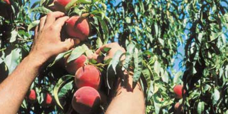 Δεν μπορούν να εκδώσουν ΑΜΚΑ για τους εργάτες γης
