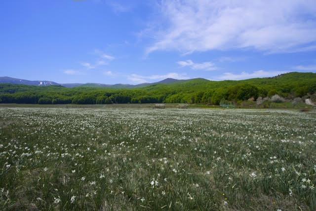Narcissus poeticus – Το Βέρμιο δεν έχει τίποτα να ζηλέψει από τις Άλπεις
