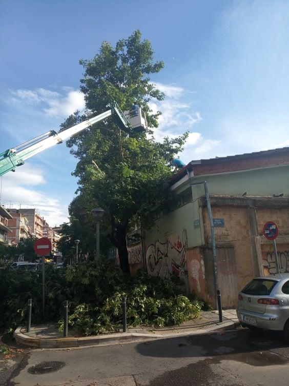 Βέροια: Δένδρα έπεσαν σε σχολεία της πόλης