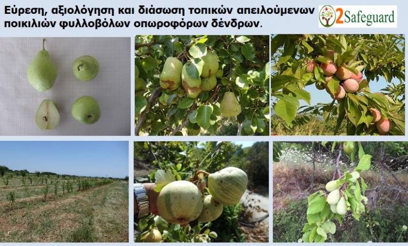 Δράσεις εύρεσης, αξιολόγησης και αξιοποίησης τοπικών ποικιλιών φυλλοβόλων οπωροφόρων δένδρων