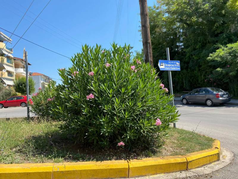 Βέροια: Οι πικροδάφνες εμποδίζουν την ορατότητα των οδηγών στην Αμπελοκήπων