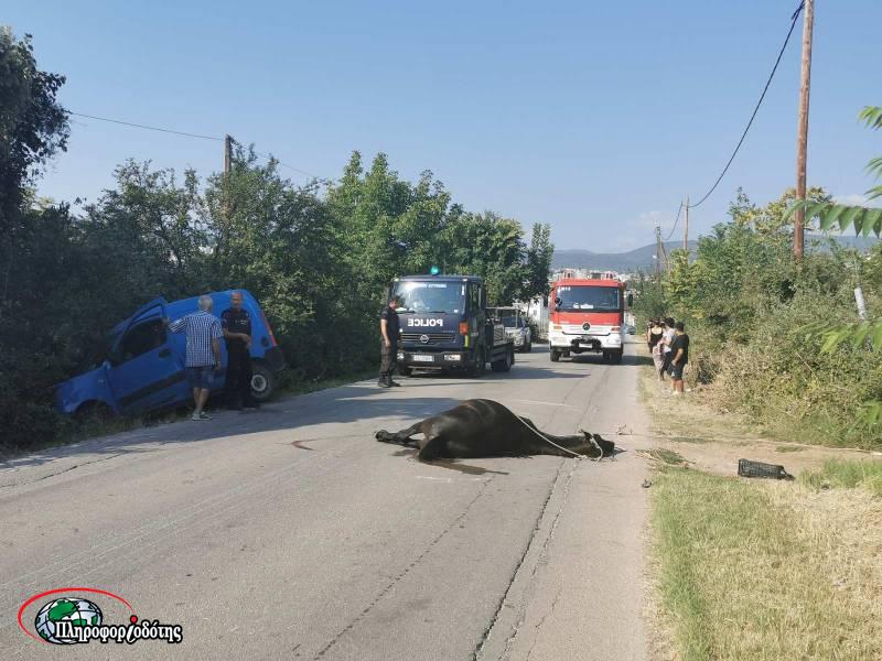 Σύγκρουση αλόγου με ΙΧ έξω από την Βέροια (φωτογραφίες)
