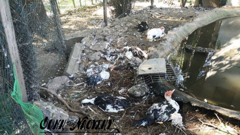 Θανάτωσαν 30 χηνόπαπιες στο πάρκο της Νάουσα
