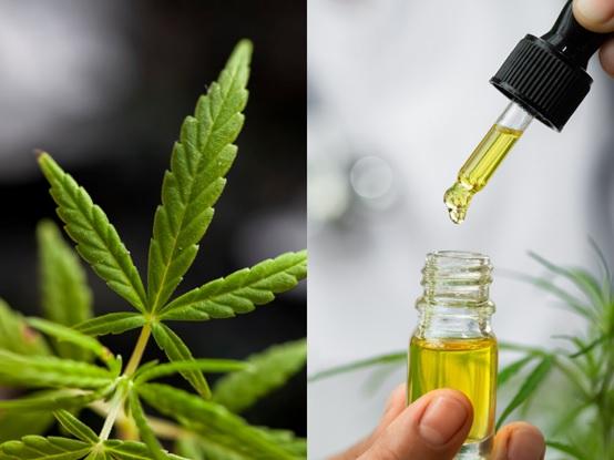 CBD oil, ο πρωταγωνιστής στα προϊόντα CBD