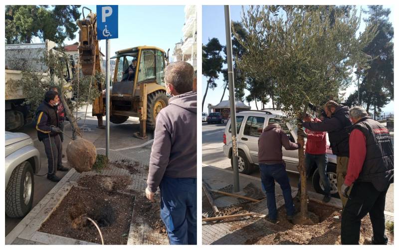 Φυτεύσεις δένδρων στην Βέροια