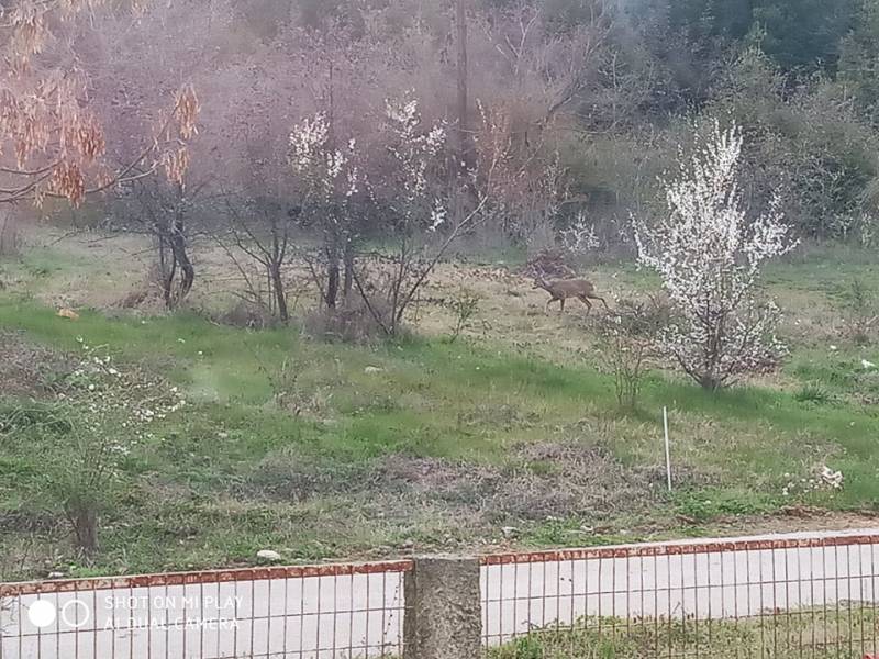 Ζαρκάδι εμφανίστηκε δίπλα σε κατοικίες στους Γεωργιανούς