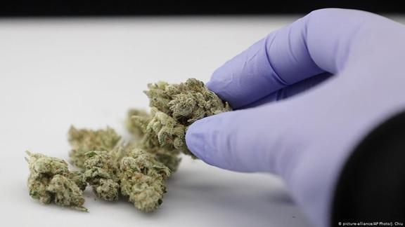 Βρείτε σπόρους κάνναβης Dinafem, sensi seeds, barneys farm με ένα κλικ!