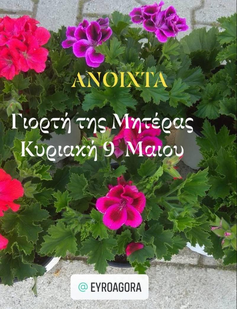 Λουλούδια και δωράκια για τη γιορτή της Μητέρας από την  €ΥΡΩAGORA Παπαδόπουλος (φωτογραφίες)