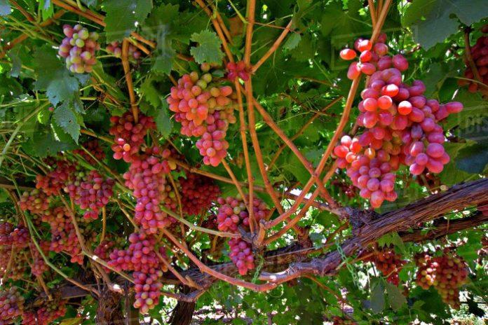 Στο ΦΕΚ τα de minimis για τα σταφύλια crimson Ημαθίας και Πέλλας