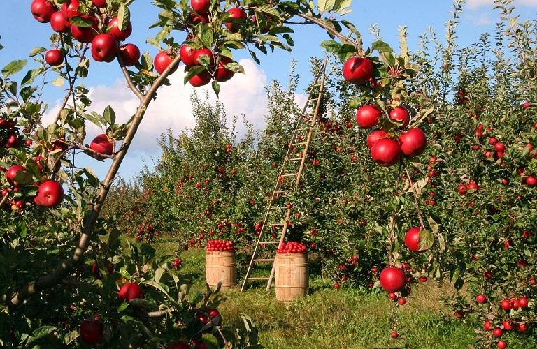 Καρπόκαψα Μηλιάς: Σημαντική αύξηση συλλήψεων σε Ημαθία και Πέλλα