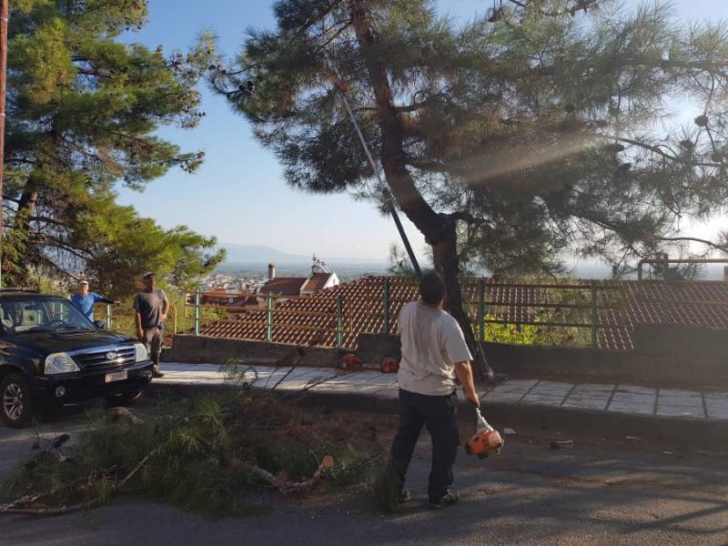 Καθαρισμός αυλών και αποψίλωση δέντρων για τη νέα σχολική χρονιά