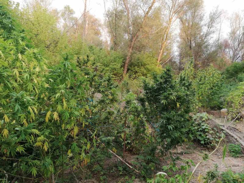 Βέροια: Εντοπίστηκαν σε δύσβατη περιοχή δύο φυτείες δενδρυλλίων κάνναβης