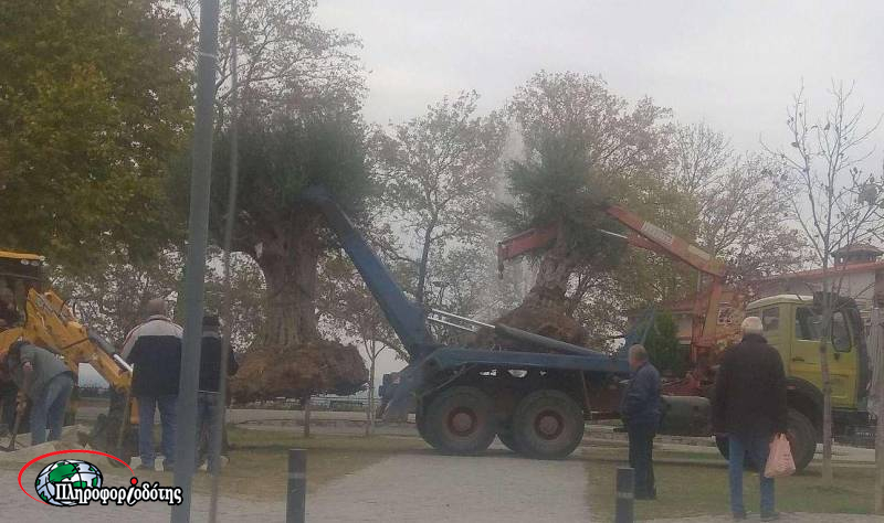Βέροια: Δυο αιωνόβιες ελιές τοποθετήθηκαν στο πάρκο της Ελιάς
